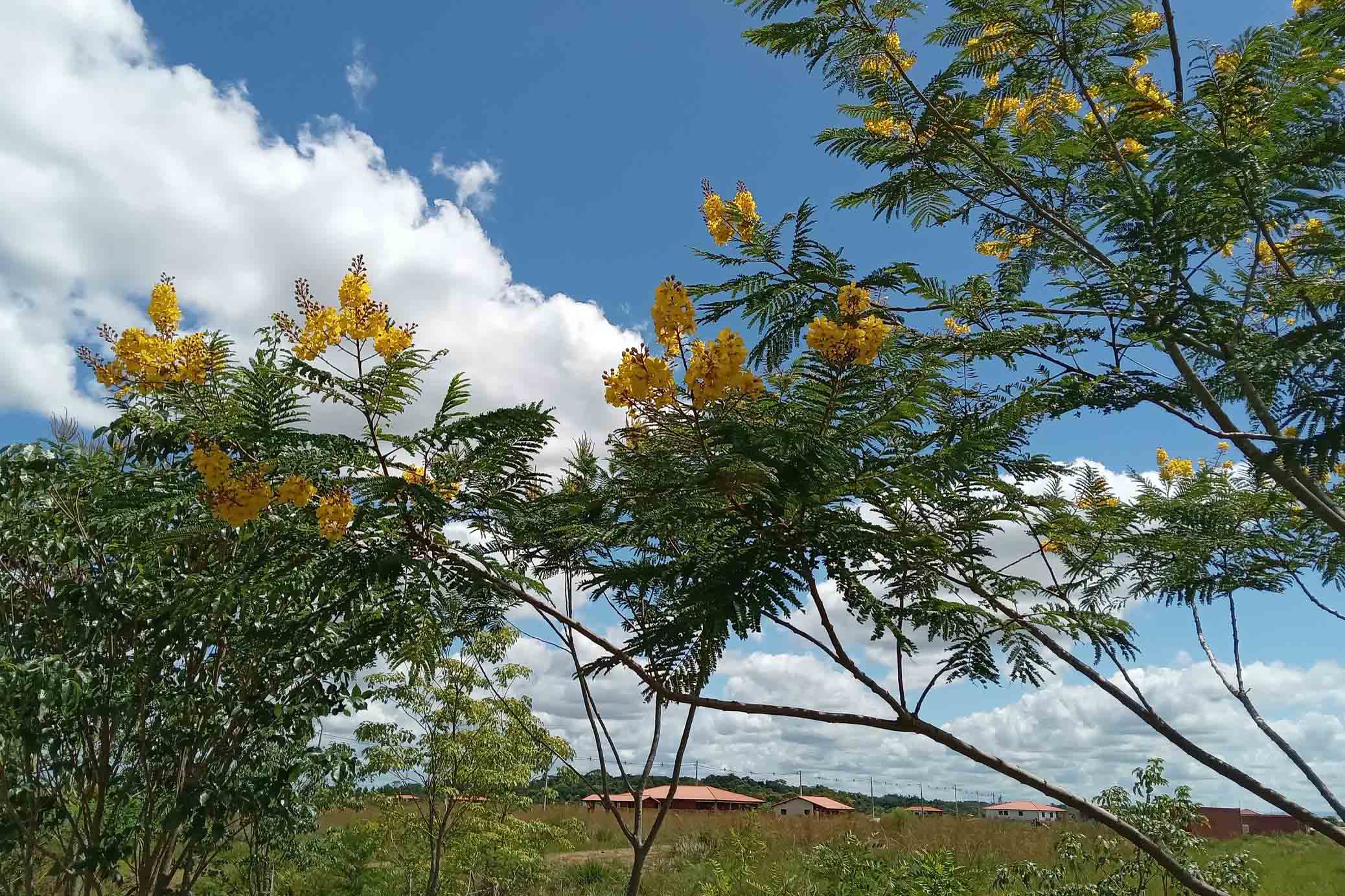 Baum, gelbe Blüten, Wolken Blick in die Ferne 600x315