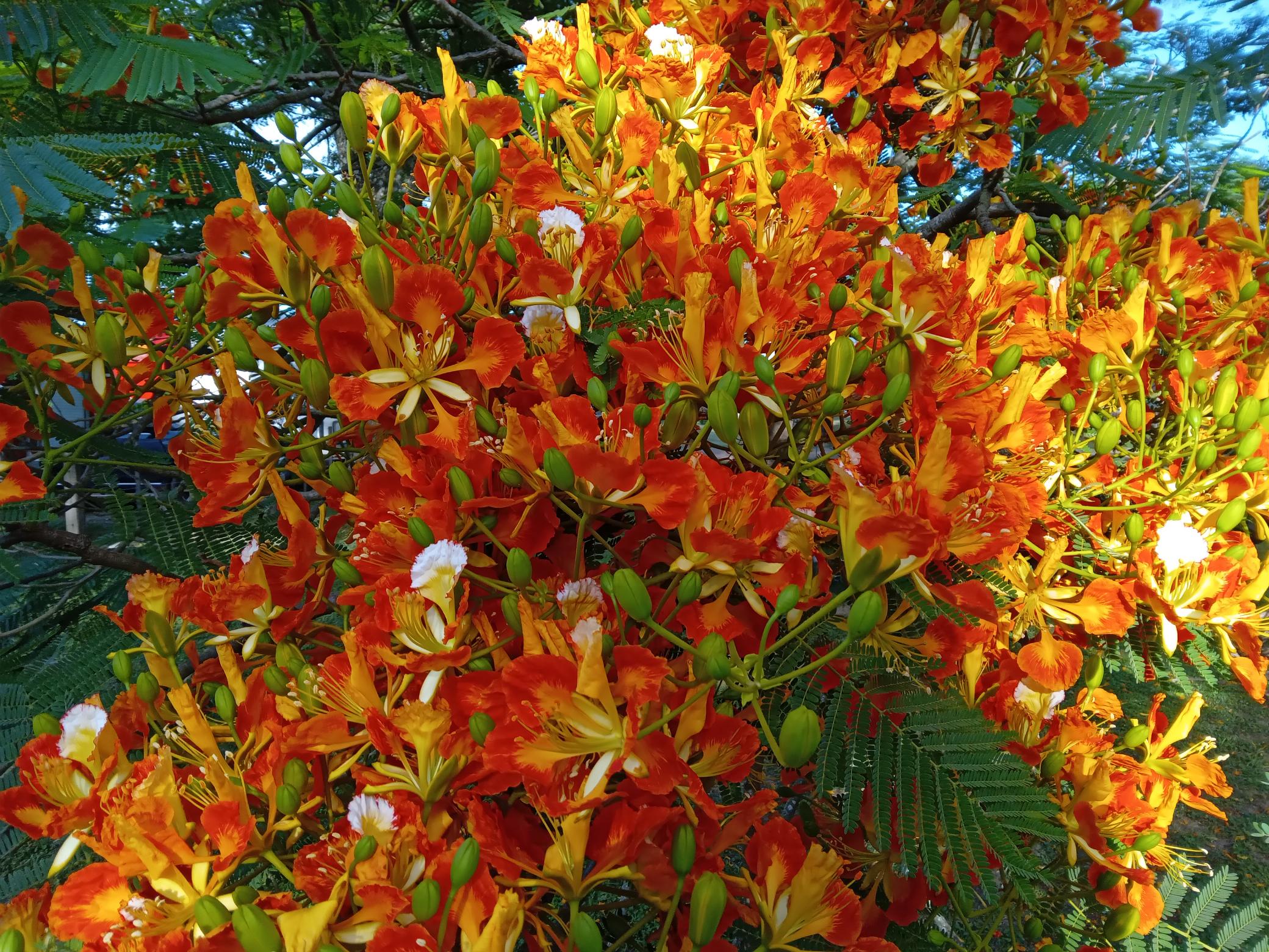 Chivato-Blüten